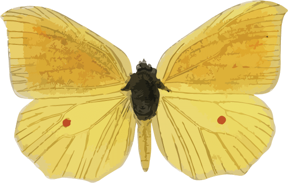 papallona3